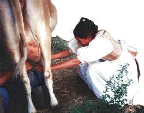 Farah speed-milking the cow