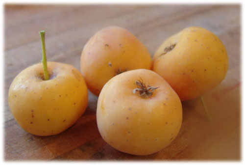 Crab Apple