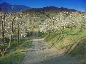 Pear Blossom Road
