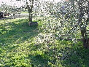 Pear Blossoms