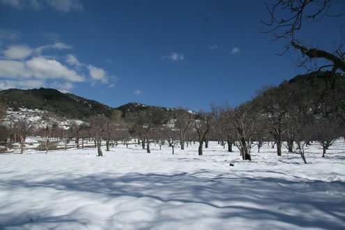 The Orchard Just Above the Public House January 28, 2010