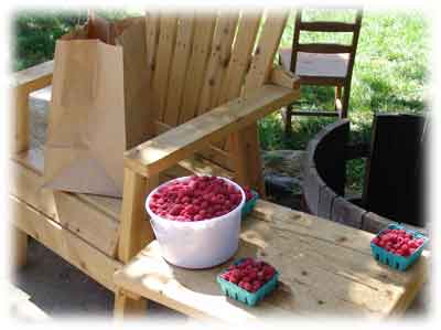 raspberries in the summer at Riley's Farm