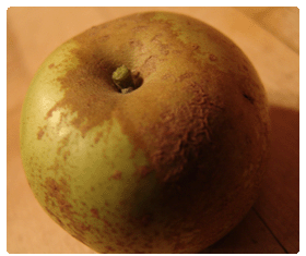 Roxbury Russet Apples