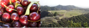 Cherries at Mile High