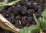 Ollalie Berries