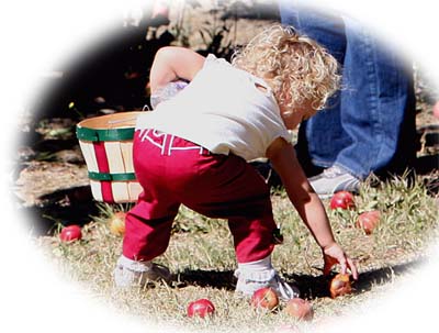 A little one picking apples